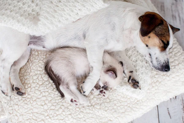 Chien Chat Couchent Ensemble Chien Petit Chaton Sur Couverture Blanche — Photo