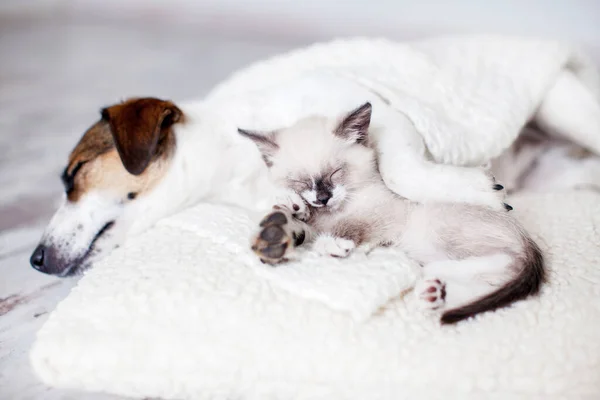 Dog Cat Sleeping Together Dog Small Kitten White Blanket Home — Stock Photo, Image