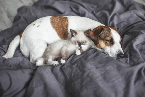 Hond Kat Slapen Samen Hond Klein Katje Grijze Deken Thuis — Stockfoto