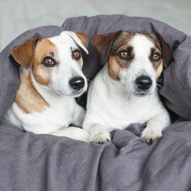 Gri battaniyenin altında iki köpek yatıyor. Evcil hayvanlar evde Jack Russell Terier