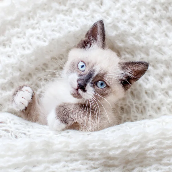 Beyaz Örgü Ören Küçük Bir Kedi Evde Mavi Gözlü Küçük — Stok fotoğraf