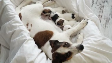 Yeni doğmuş yavrular köpek sütü emiyorlar.