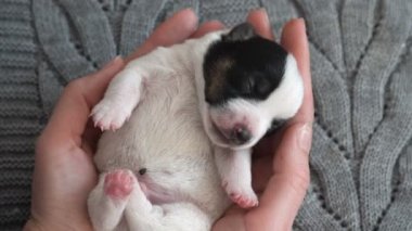 Yavru köpek sahiplerinin ellerinde uyuyor.