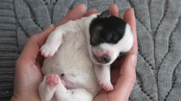 Filhote de cachorro dormindo nas mãos dos proprietários — Vídeo de Stock
