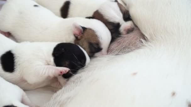 Chiots nouveau-nés sucer le lait de chien — Video