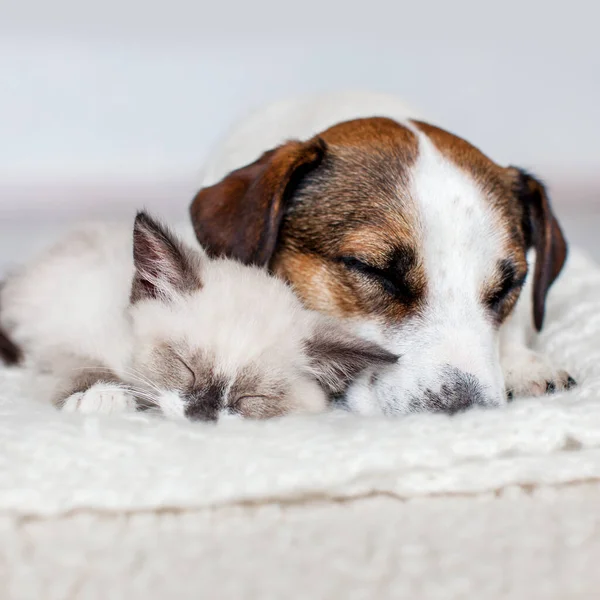 Cat and dog sleeping together. Dog and small gray kitten on white blanket at home