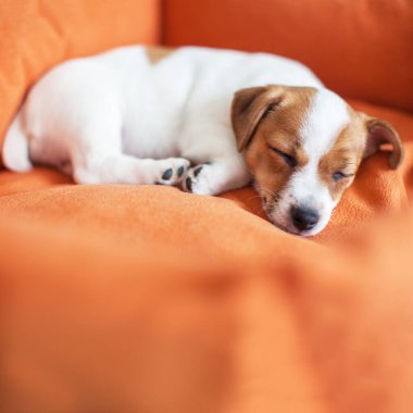 Turuncu yatakta uyuyan küçük bir köpek. Uyuyan Köpek Uzayı Kopyala