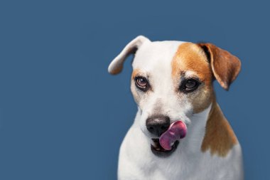 Aç köpek dudaklarını yalıyor. Blou arka plandaki evcil hayvan stüdyo çekimi