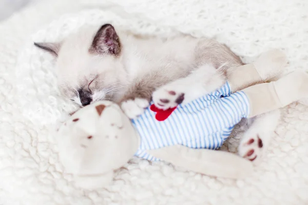 Kitten Sleeping White Blanket Toy Cat Sleep Clothes — Stock Photo, Image