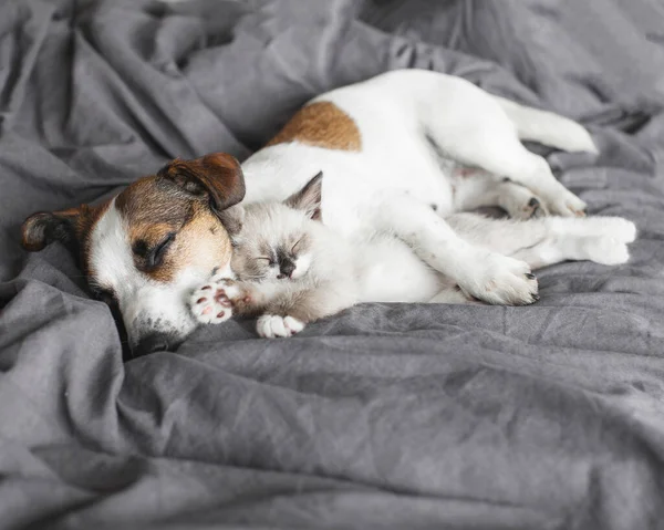 Kedi Köpek Birlikte Yatıyor Evdeki Gri Battaniyenin Üzerinde Köpek Kedi — Stok fotoğraf