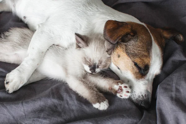 Hund Und Katze Schlafen Zusammen Hund Und Kleines Kätzchen Haustiere — Stockfoto
