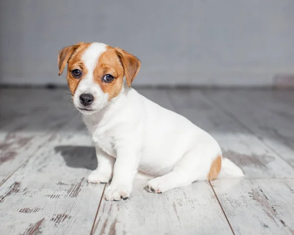 Cut Puppy Home Little White Dog — Stock Photo, Image