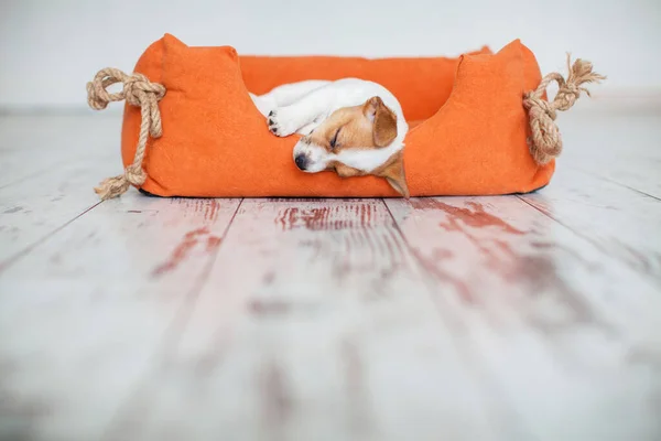 Pequeño Perro Durmiendo Casa Cama Naranja Cachorro Mintiendo Copiar Espacio — Foto de Stock