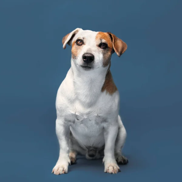 Портрет Собаки Синьому Фоні Pet Студії Знімок — стокове фото