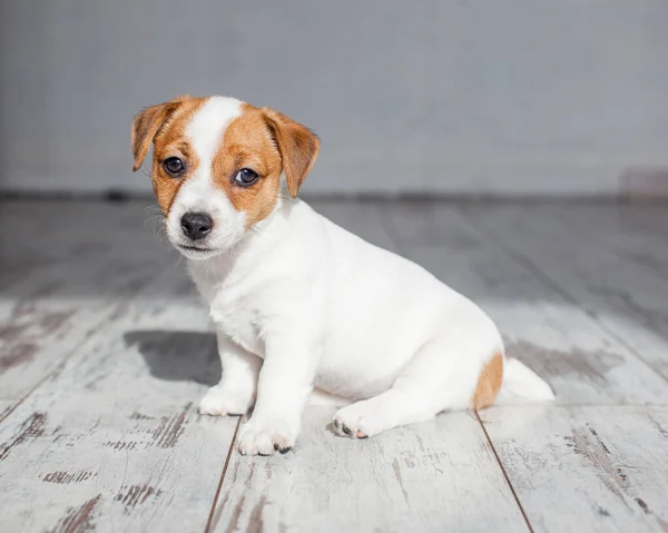 自宅で子犬をカット 小さな白い犬 ストック写真