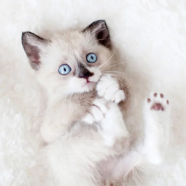 Kitten White Knitted Blanket Looking Away Little Cut Cat Home — Stock Photo, Image