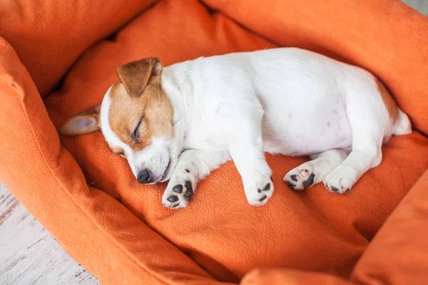 Pequeño Perro Durmiendo Casa Cama Naranja Cachorro Mintiendo — Foto de Stock