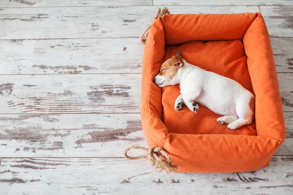 小狗睡在家里的橙色床上 小狗狗撒谎 — 图库照片