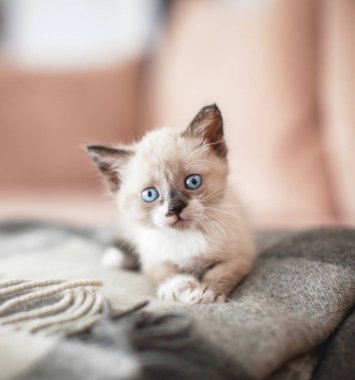 Küçük kediyi evde doğra. Kedi yavrusu kanepede.
