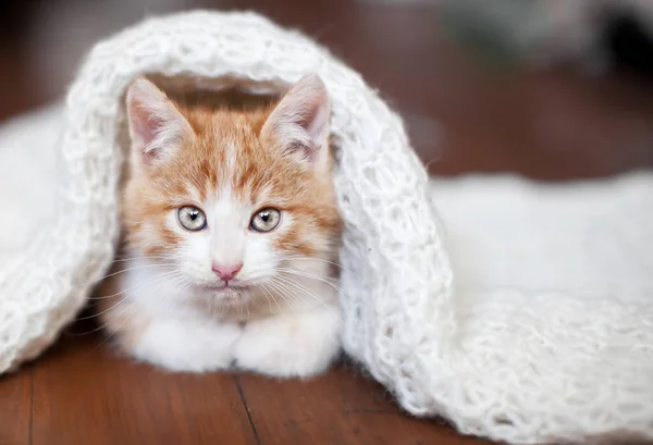 Rood Katje Een Witte Gebreide Deken Kleine Gesneden Kat Thuis — Stockfoto