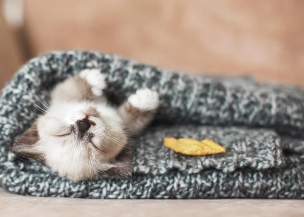 Herbst Herbst Kätzchen Schlafen Auf Strickkarierten Kleine Schnittkatze Hause — Stockfoto