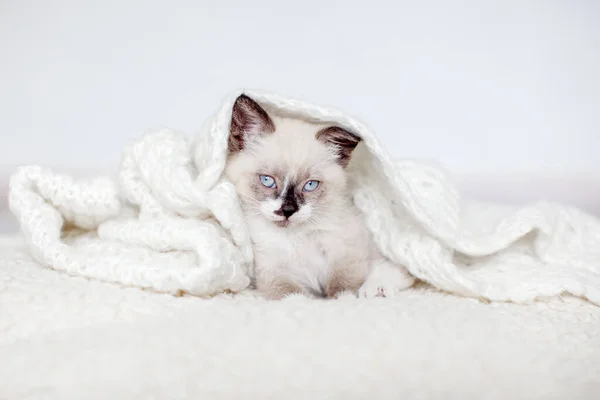 Kitten Witte Gebreide Deken Kleine Kat Met Blauwe Ogen Thuis — Stockfoto