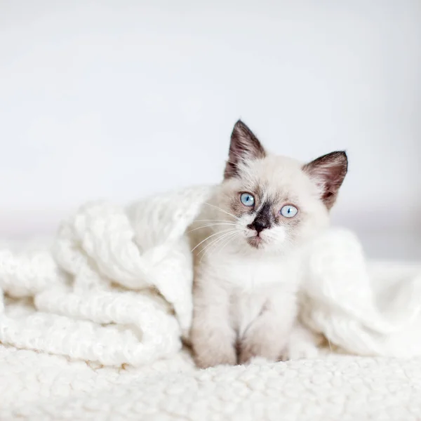 Kitten Witte Gebreide Deken Kleine Kat Met Blauwe Ogen Die — Stockfoto