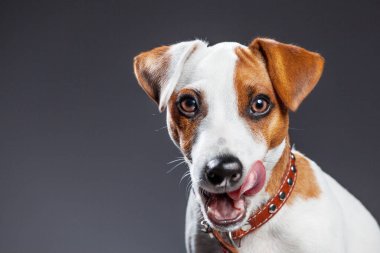 Stüdyoda küçük köpek. Portre evde beslenen hayvan. Köpek yavrusu yalama