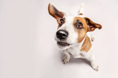 Küçük köpek eavesdrops. Portre evde beslenen hayvan. Köpek yavrusu jack russel terrier