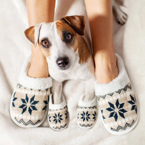 Vrouw Hond Slippers Warme Kleding Familiehuis — Stockfoto