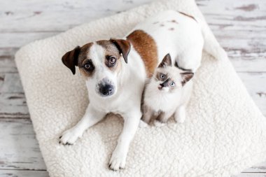 Güzel bir köpek ve küçük bir kedi yumuşak beyaz bir yastığın üzerinde oturuyorlar. Evde bir kedi ve bir köpek yavrusu birlikte. Konforlu ev kavramı
