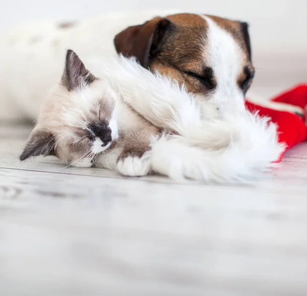 クリスマスの帽子と犬の猫 クリスマスライトの子猫と子犬 — ストック写真
