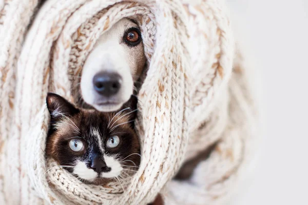 猫と犬は敷物やスカーフの下から突き出ています ペットは寒さから隠れた 居心地の良い冬や秋のコンセプト — ストック写真