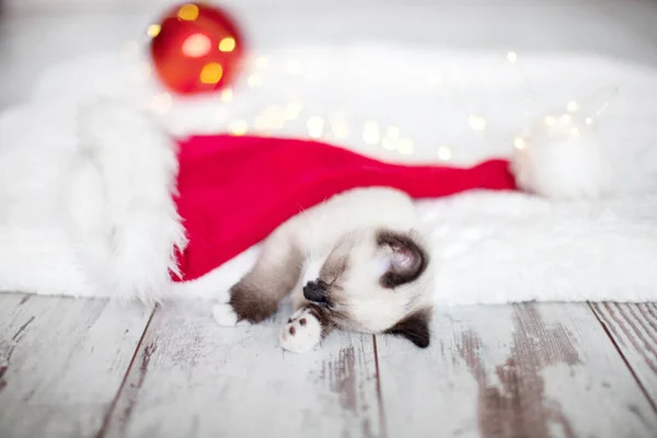 Kitten Sleep Christmas Hat Little Cat Sleep Floor Christmas Light — Stock Photo, Image