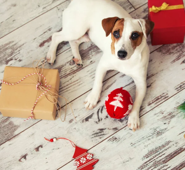 Cachorro Casa Perro Decoración Navidad — Foto de Stock