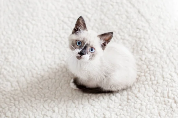 Aranyos Kis Szürke Cica Egy Fehér Szőnyegen Felső Nézetből Hangulatos — Stock Fotó