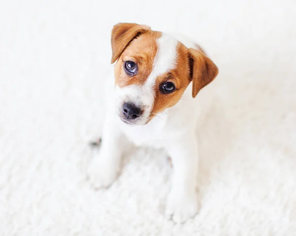 Leuke Kleine Puppy Zittend Een Witte Deken Kleine Hond Kijkt — Stockfoto