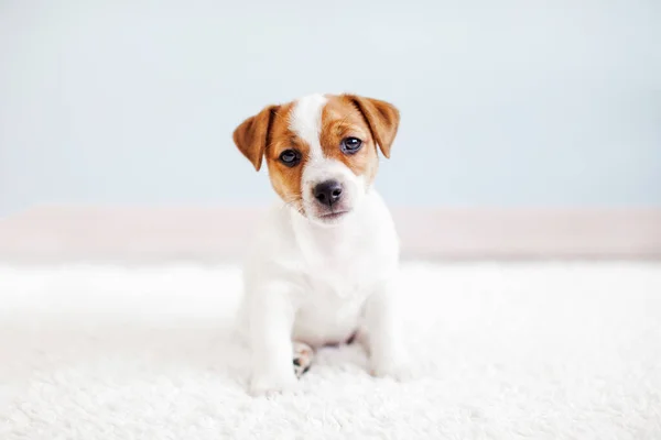 Cute Little Jack Russell Terrier Puppy Sitting White Carpet Small — Stock Photo, Image