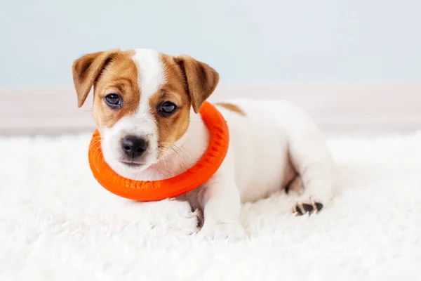 Close Cute Jack Russell Puppy Play Lying Floor Home Little — Stock Photo, Image