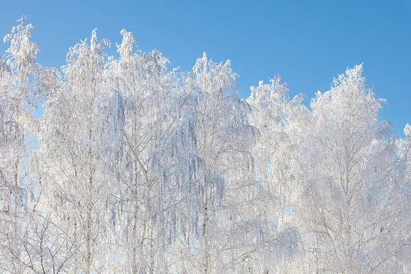 Floresta de neve — Fotografia de Stock