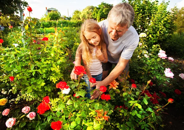 Man witn child caring for roses in the garden — Stock Photo, Image