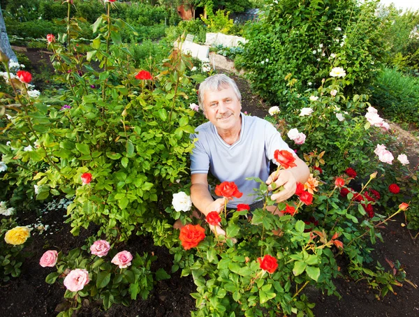 Мужчина, ухаживающий за розами в саду — стоковое фото