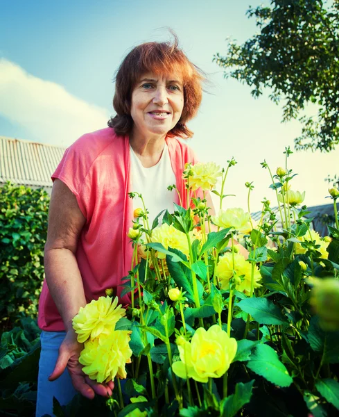 Kvinna i trädgården bryr sig för blommor — Stockfoto
