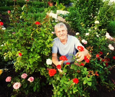 Bahçede güllerle ilgilenen bir adam