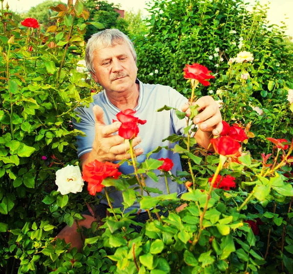 Man caring for roses in the garden — Stock Photo, Image