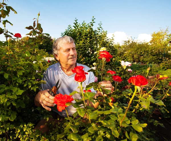 Man die voor rozen zorgt in de tuin — Stockfoto