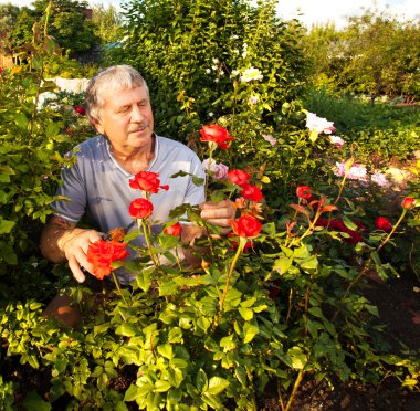 Bahçede güllerle ilgilenen bir adam