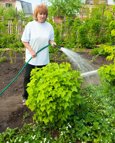 Woman watering garden beds — Stock Photo, Image