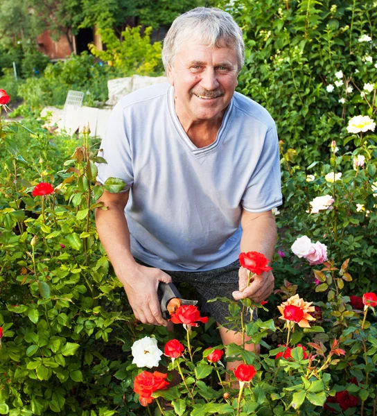 Man caring for roses in the garden — Stock Photo, Image