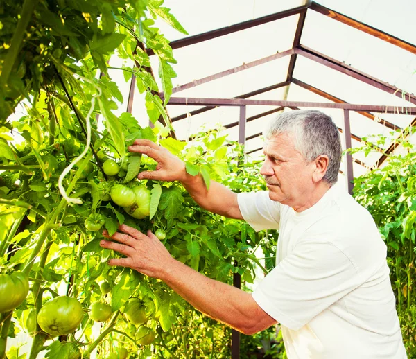 Man grows harvest in the hothouse — Stock Photo, Image